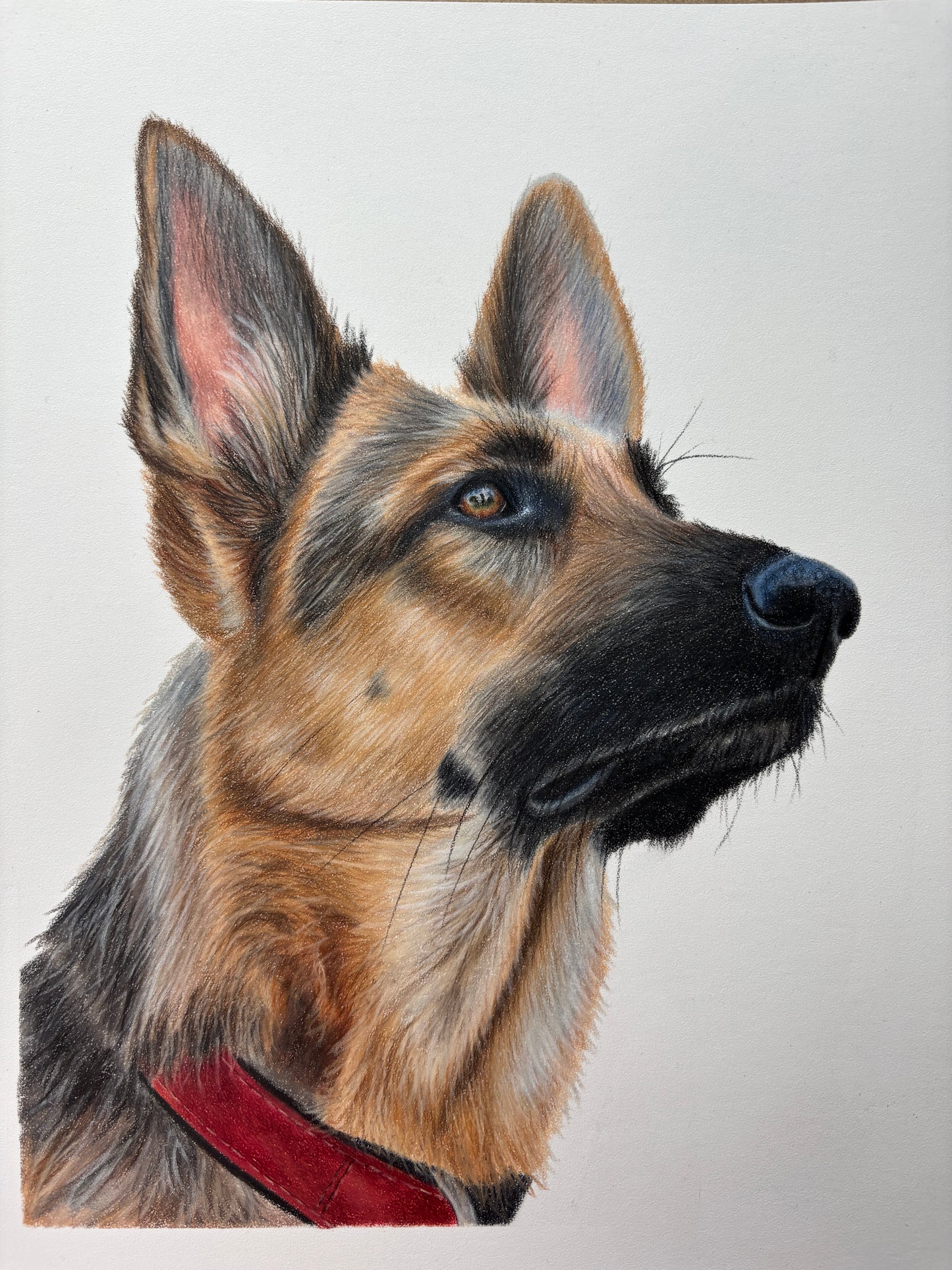 ORIGINAL Colour German Shepherd Drawing