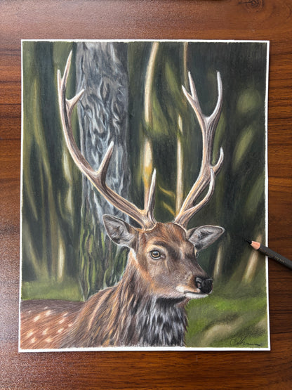 ORIGINAL Stag Drawing | Hand-Drawn Wildlife Art |