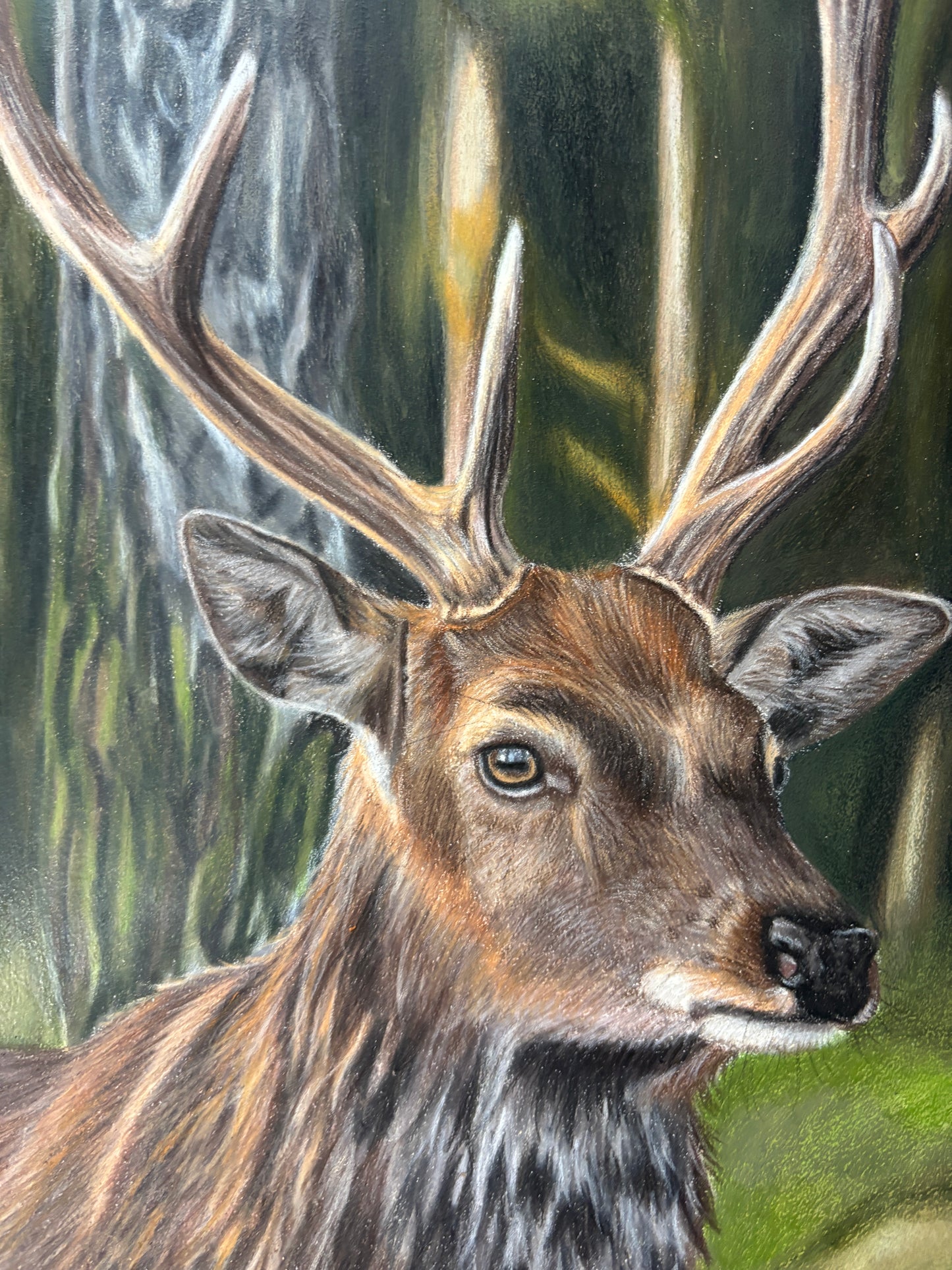 ORIGINAL Stag Drawing | Hand-Drawn Wildlife Art |