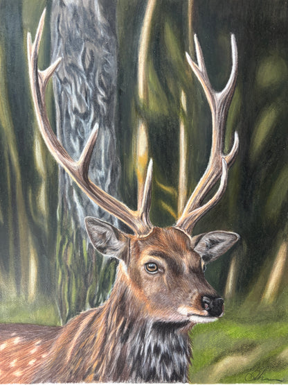 ORIGINAL Stag Drawing | Hand-Drawn Wildlife Art |