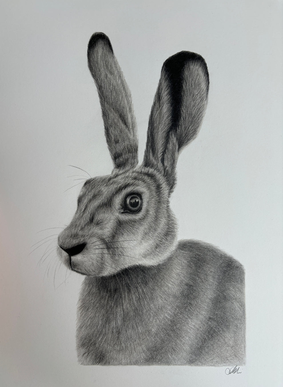 ORIGINAL Hare Drawing | Hand-Drawn Wildlife Art | 10x14” Pencil Illust ...